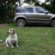 Image for article titled 2014 Skoda Yeti Outdoor 4x4: The Jalopnik European Review